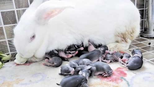 为什么有的兔妈妈,会咬死刚出生的小兔子?
