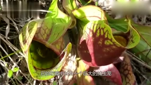 食肉植物 腾讯视频