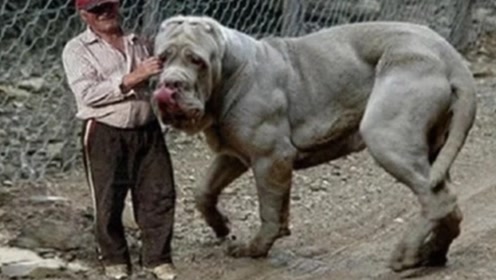 五分钟就能ko藏獒,堪称世界上体型最大的狗狗之一,你敢养吗?