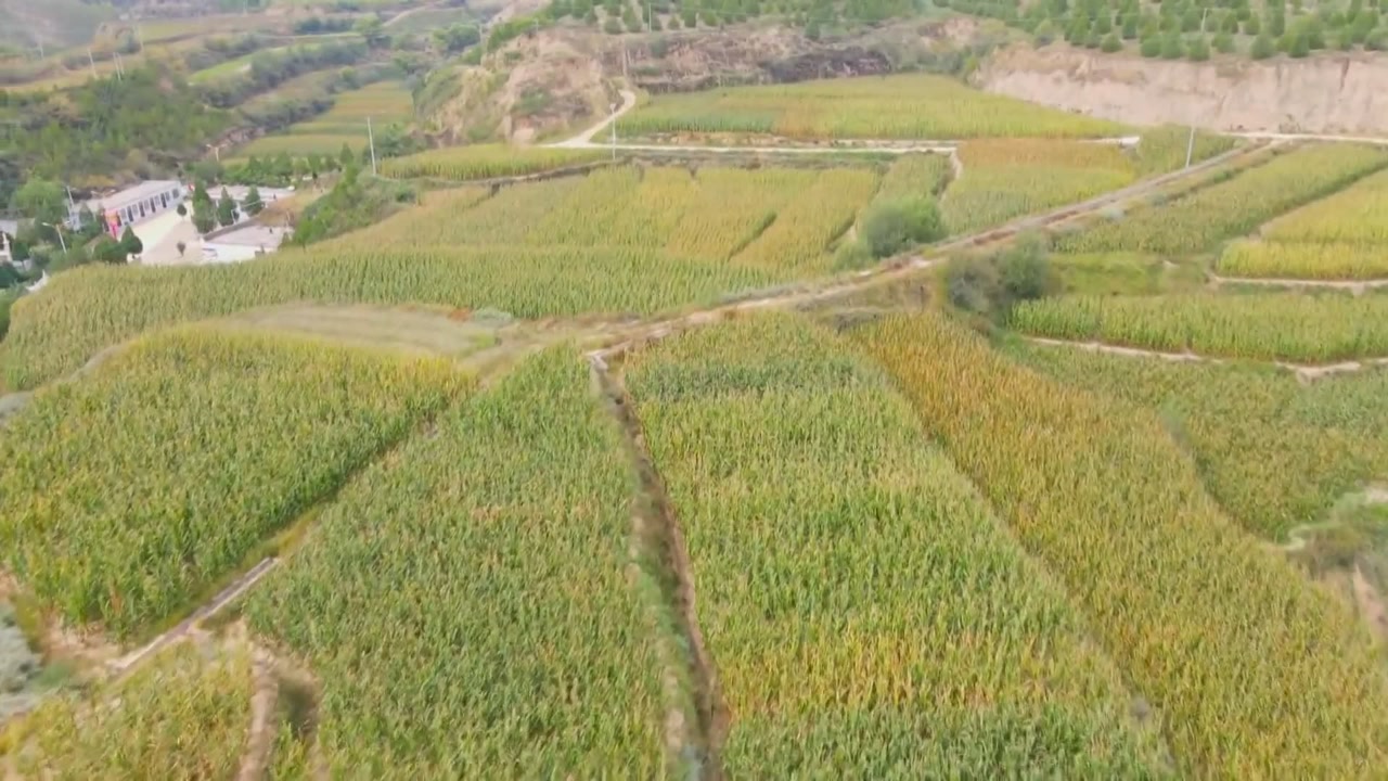 (电视通稿ⷥ›𝥆…ⷧ侤𜚩陕北横山:坡耕地变宽幅田 “三跑田”成“三保田”