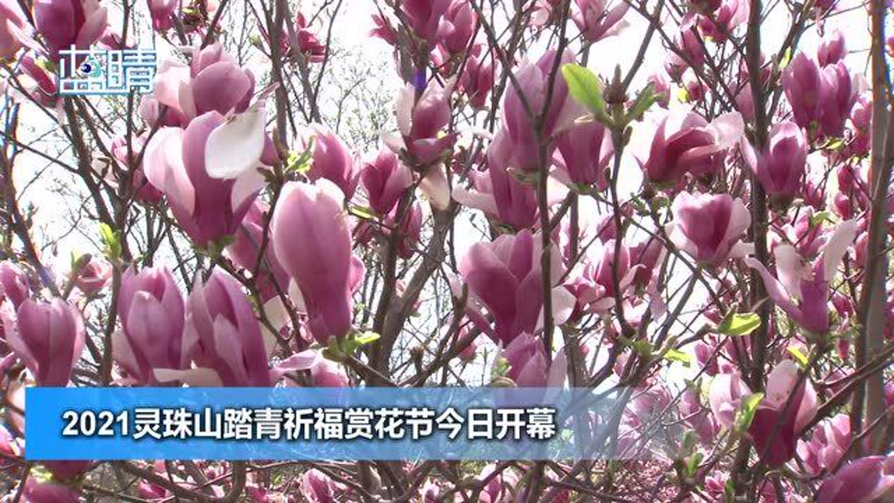 2021灵珠山踏青祈福赏花节今日开幕