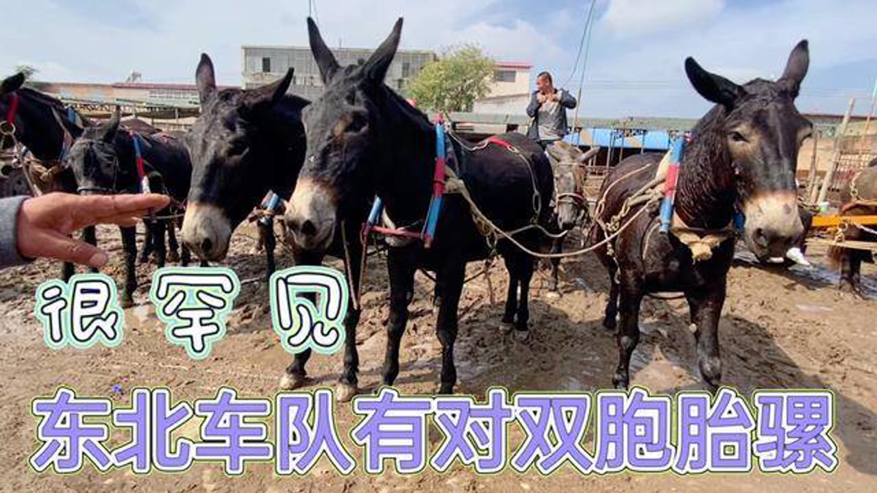 很罕见,东北骡马大车有对马骡双胞胎,拉车不戴笼头力大无穷