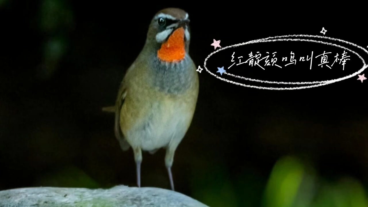 红靛颏声音干净嘹亮,叫口婉转流畅,欣赏听唱当属最棒