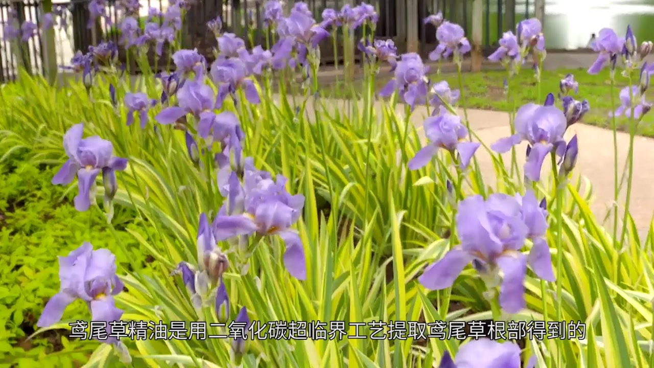超临界鸢尾草精油