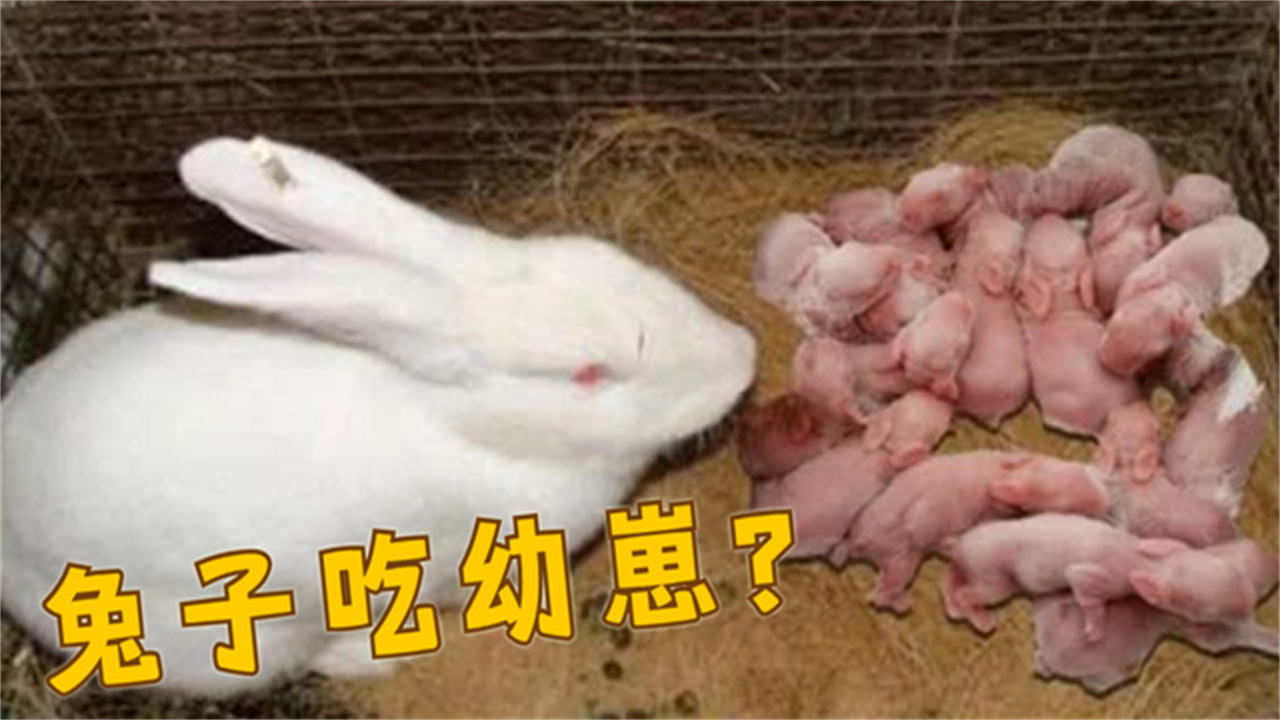 虎毒不食子!为何兔宝宝刚一出生,就会被兔妈妈残忍吃掉?