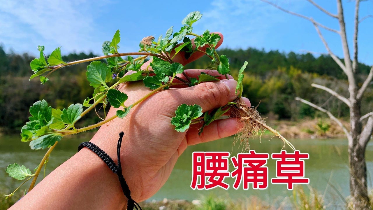 老人常需要的"腰痛草,用途竟然那么强大,很多人见过却不知道
