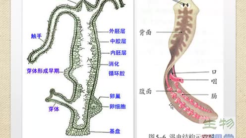 新版八年级生物上册5.1.1 腔肠动物和扁形动物