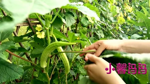 苏教版四年级语文下册22 我的菜园