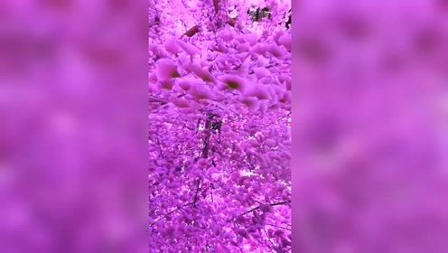 紫色花 腾讯视频