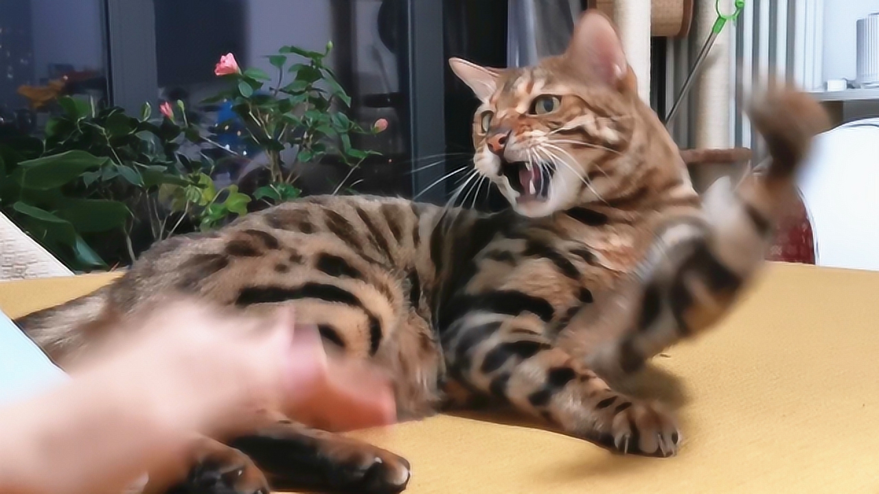 凶巴巴的小猫咪出爪子威胁,虎啸山林!最后竟然乖乖当舔猫?