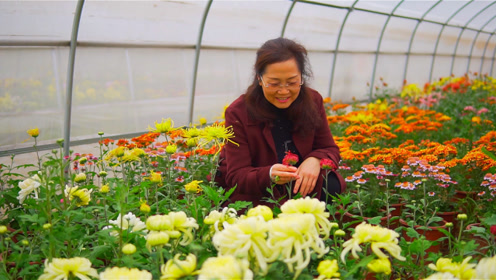 礼泉赵镇新寨,汉唐菊园赏菊花