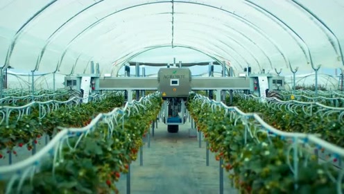 农业机器人展示高效草莓收获机,难怪美国农民那么少