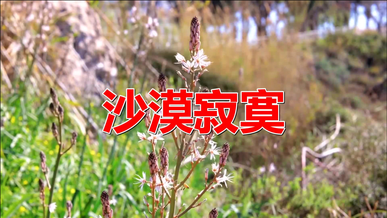 经典老歌《沙漠寂寞》歌曲旋律动听优美,歌词唯美别致