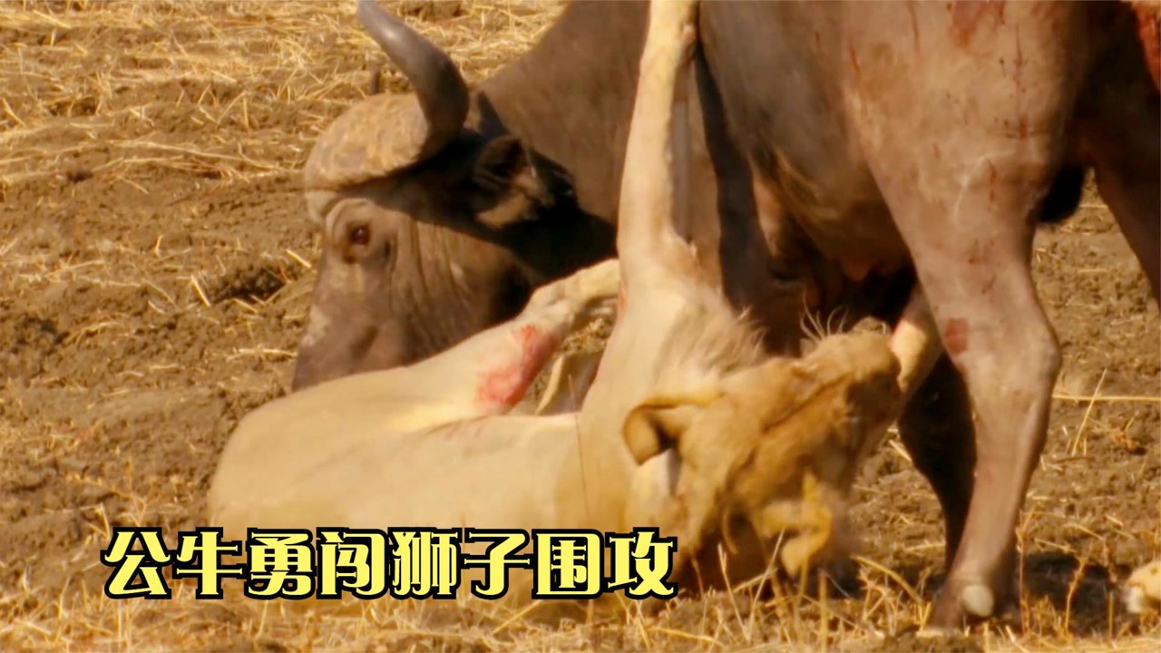 3头狮子围攻1头公牛,配合默契战术高超,但还是阴沟里