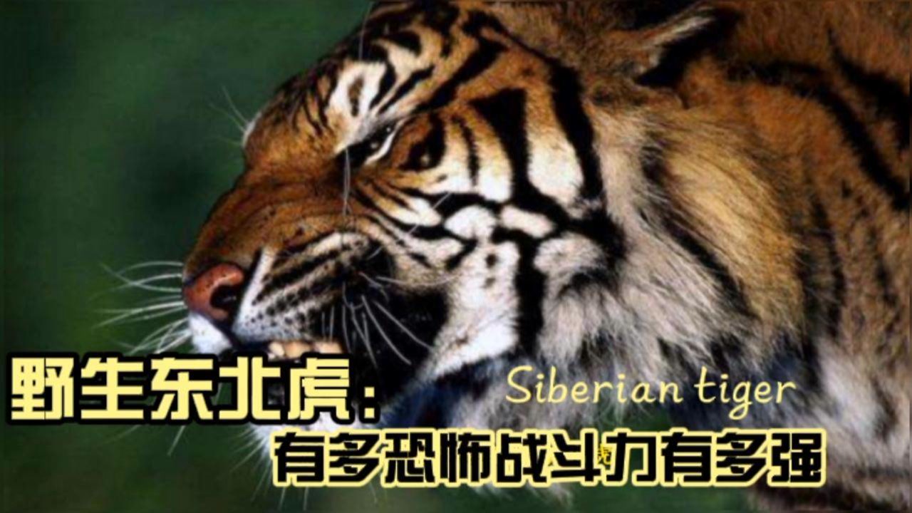 野生东北虎有多恐怖,东北虎的战斗力有多强?