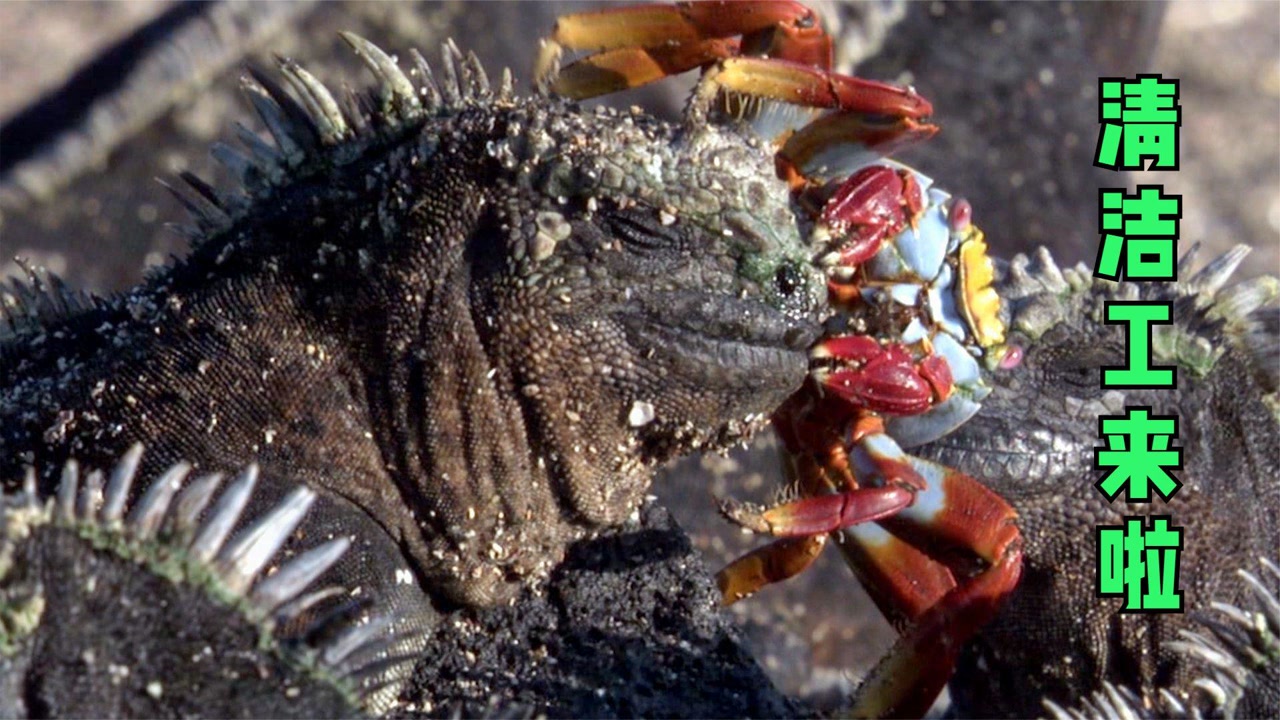 这才是好伙伴!红石蟹为海鬣蜥清理身体,小鸟帮巨龟消灭寄生虫