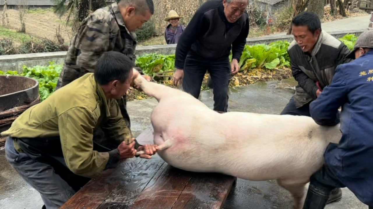 农村杀猪精彩搞笑场面 这猪太通人性了 让大家也看下搞笑的全过程