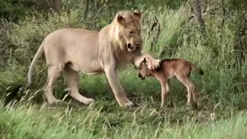 Image result for ţ������