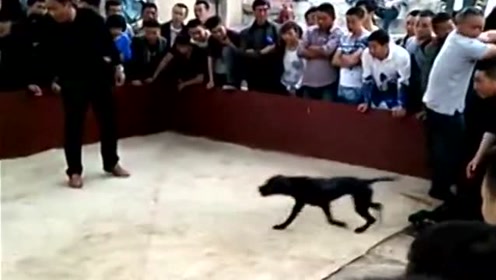 斗狗比赛比特犬咬死日本第一勇士斗犬 太精彩了 趣味萌宠 腾讯视频