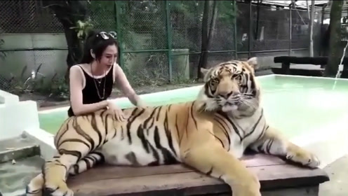 都说老虎的屁股摸不得,美女你还不信