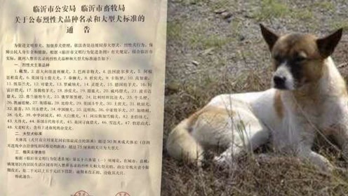 48种烈性犬入山东临沂禁养名单,中华田园犬在列