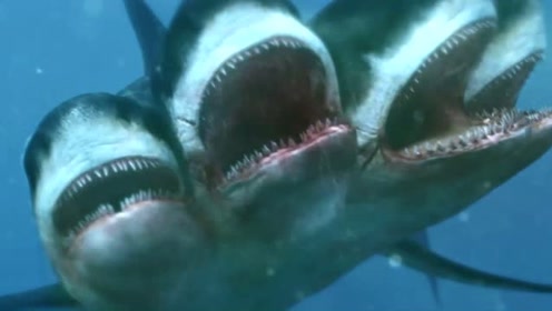 四头鲨 腾讯网