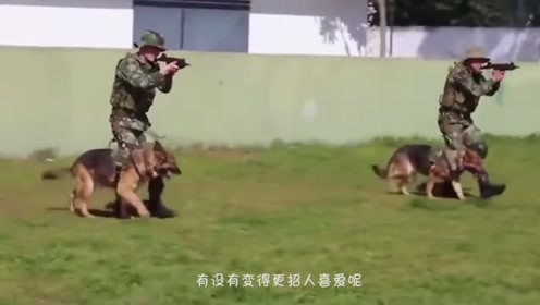 警察与犬 腾讯视频