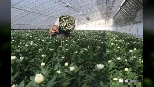 新沂国际,邳州鲜切花,丰县大蒜……徐州农产品有了"洋葱范儿"用橄榄油怎么减肥方法图片