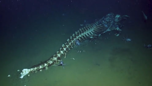 探险家在270米深海,发现一具8米长骨架,到底是什么生物?