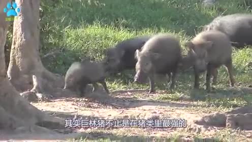 动物世界狮子老虎 腾讯视频
