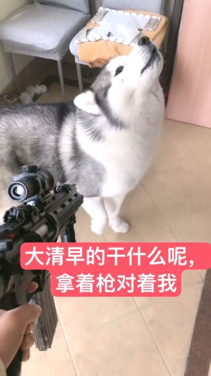 拿着玩具枪指着二哈会发生什么,二哈狂飙狗语,主人都听懵了!