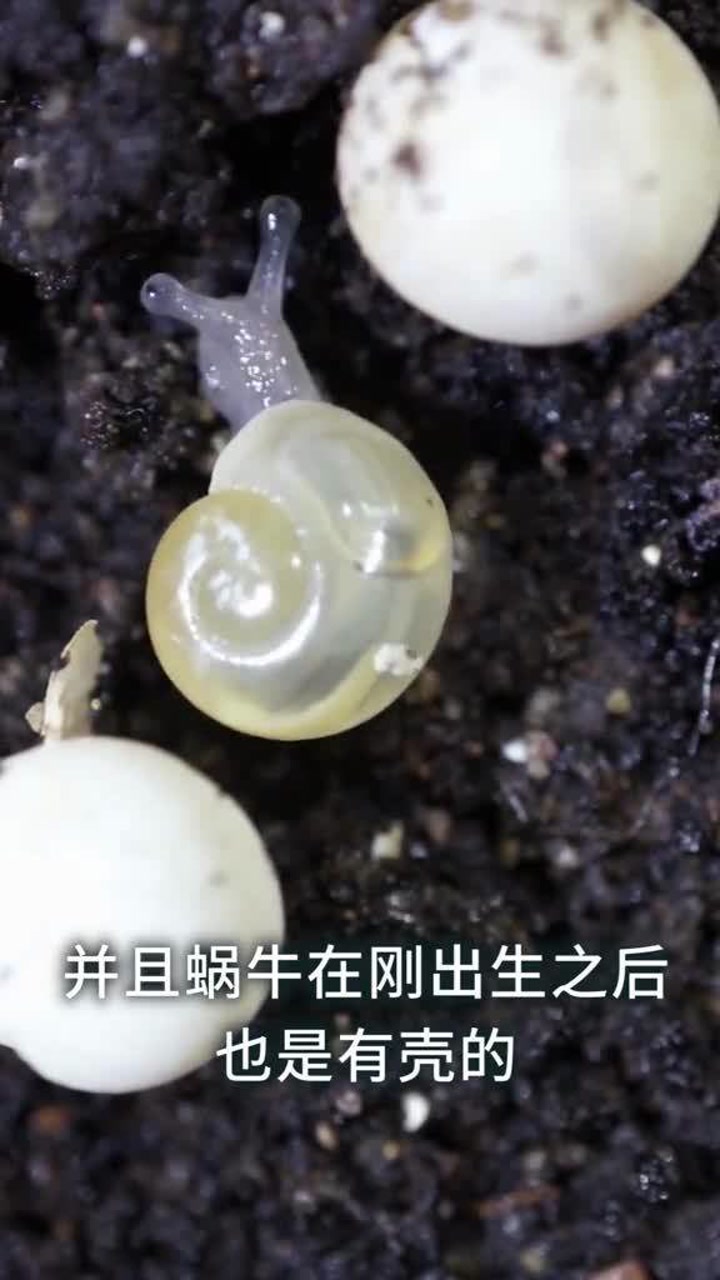 刚出生的蜗牛,背上有壳吗?