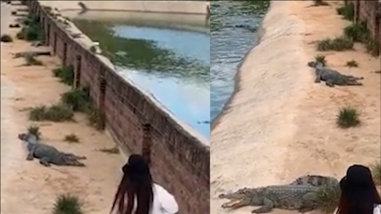 女子独自进鳄鱼池,满池鳄鱼落荒而逃,男子:鳄鱼都怕"母老虎"
