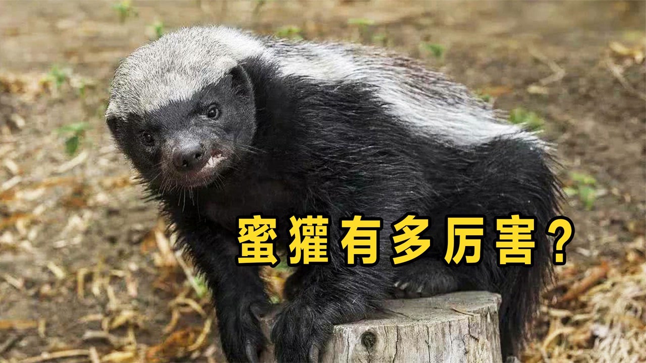 谁说高估蜜獾智商了,它能越狱出逃,还能通过人类关卡!