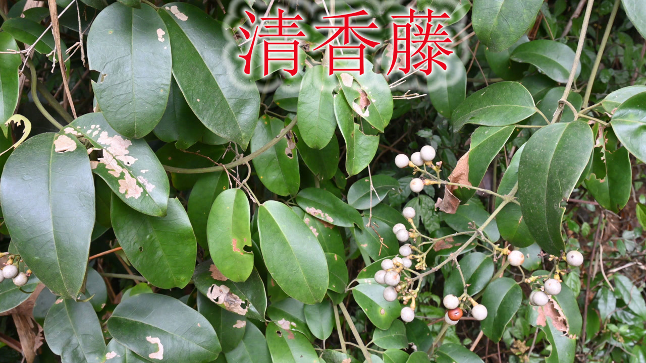 "清香藤"20元一斤干货,植物别称"破骨风,认识它不再花钱