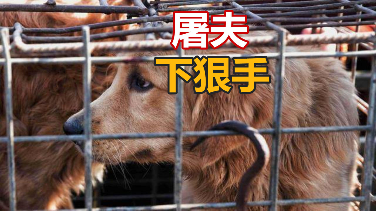 再凶猛的狗也怕"夹狗钳,屠夫:还有其他抓狗秘诀