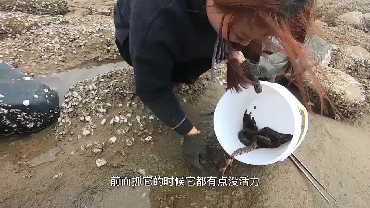 皮皮赶海闯进大鳗窝,密密麻麻缠成一团,抓都抓不完