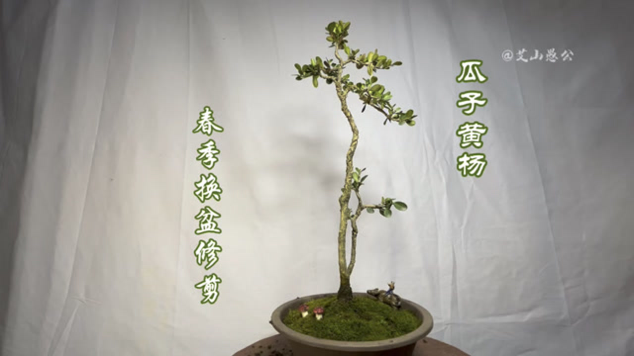 精品双干文人式瓜子黄杨盆景,修剪一下,换个盆太漂亮啦!快来看看