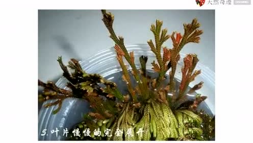 这种植物可以