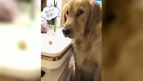 恶搞狗狗视频，狗狗视频大全
