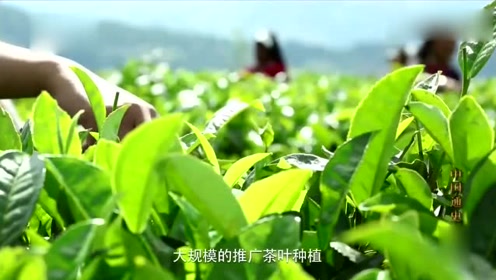 王建又,赵壮天,杨家伟,落马官员的"权钱色"之殇