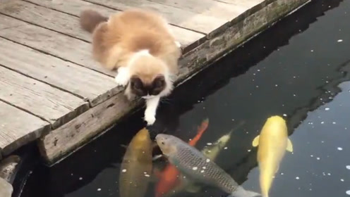 猫咪靠近水塘伸出手抓,本以为它是要抓鱼吃,不料结果让人诧异!