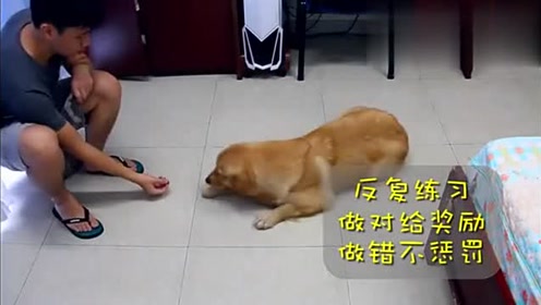 匍匐前进的狗狗 腾讯视频