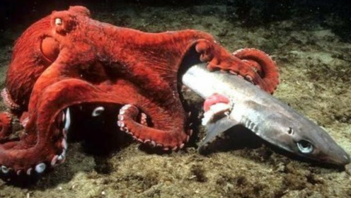 北太平洋巨型章鱼捕食鲨鱼,镜头拍下全过程,真是让人大开眼界!