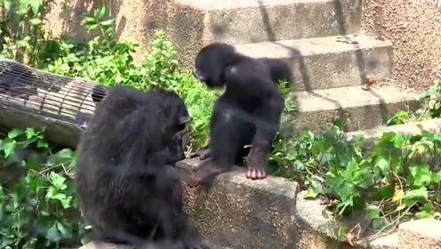 猩猩殴打母猩猩 小猩猩用身体守护 镜头拍下全过程 举爪播报 腾讯视频
