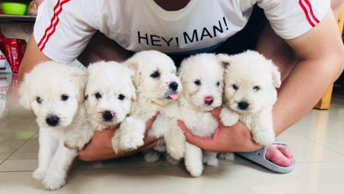 西施犬新闻 腾讯视频