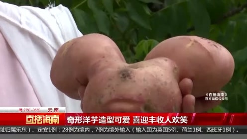 奇形洋芋造型可爱喜迎丰收人欢笑 腾讯视频