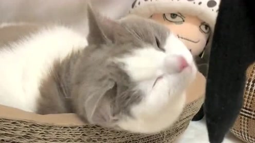 爆笑小猫 腾讯视频