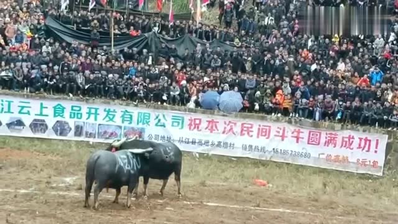牛王擎天柱大战非洲野牛,野牛体格不错,可惜斗性不足呀!