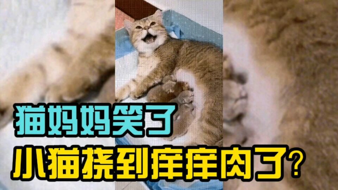 动物也怕痒?猫妈妈笑了,小猫挠到痒痒肉了.